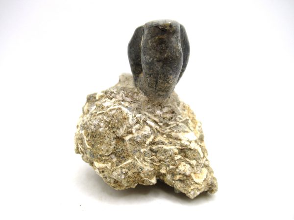 Desmostylus hesperus Tooth #6 - Image 4