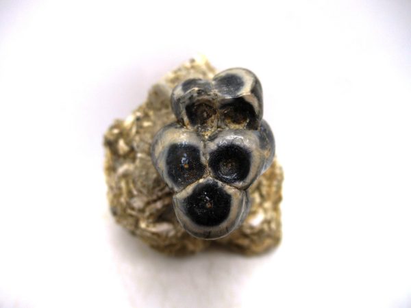 Desmostylus hesperus Tooth #6 - Image 3