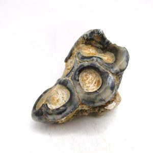 Desmostylus hesperus Tooth #7