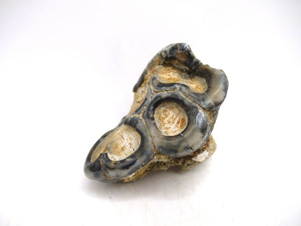 Desmostylus hesperus Tooth #7