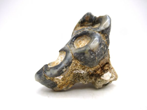 Desmostylus hesperus Tooth #7 - Image 2