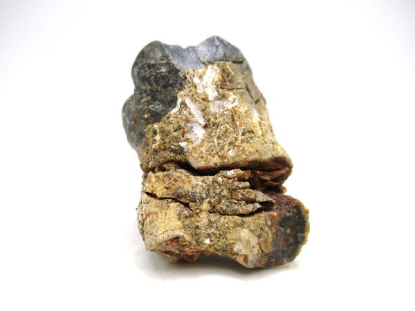 Desmostylus hesperus Tooth #7 - Image 5