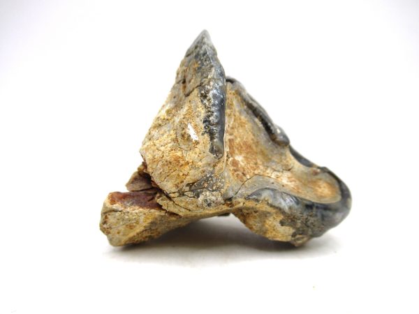 Desmostylus hesperus Tooth #7 - Image 4