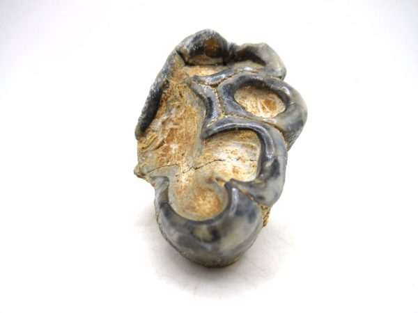 Desmostylus hesperus Tooth #7 - Image 3