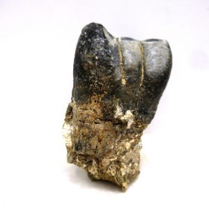 Desmostylus hesperus Tooth #8
