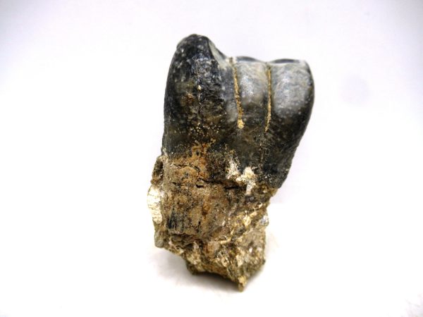 Desmostylus hesperus Tooth #8