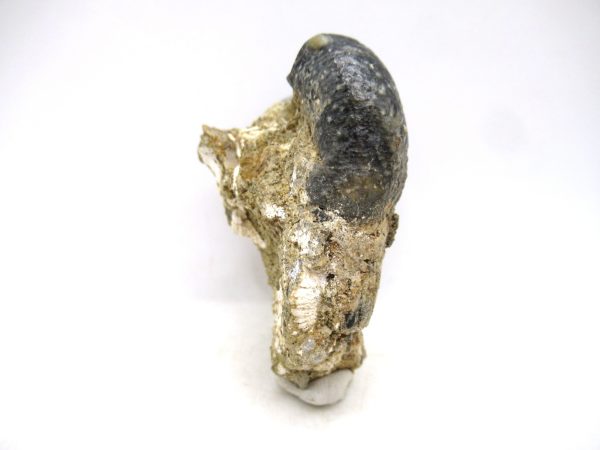 Desmostylus hesperus Tooth #8 - Image 2
