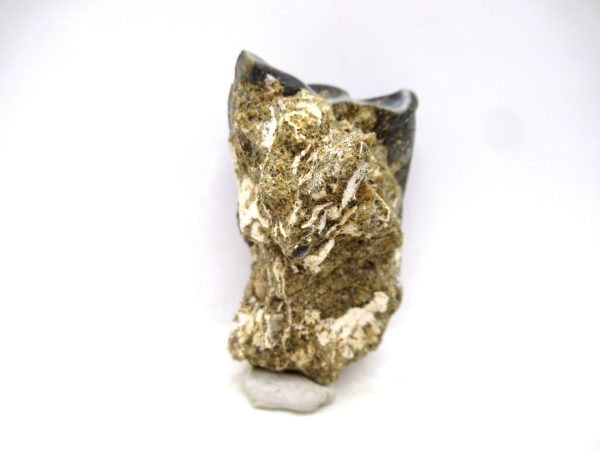 Desmostylus hesperus Tooth #8 - Image 5