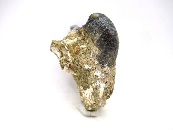 Desmostylus hesperus Tooth #8 - Image 4