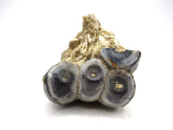 Desmostylus hesperus Tooth #8 - Image 3