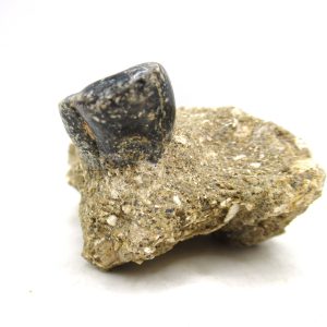 Desmostylus hesperus Tooth #9