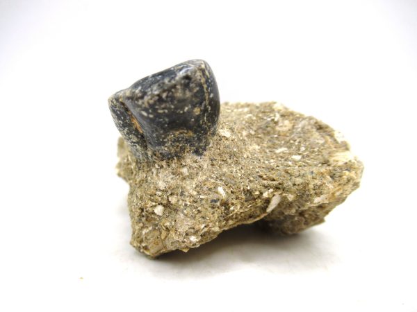 Desmostylus hesperus Tooth #9