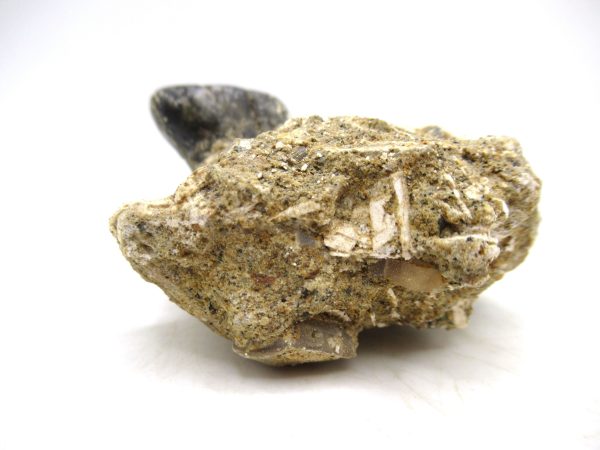 Desmostylus hesperus Tooth #9 - Image 2