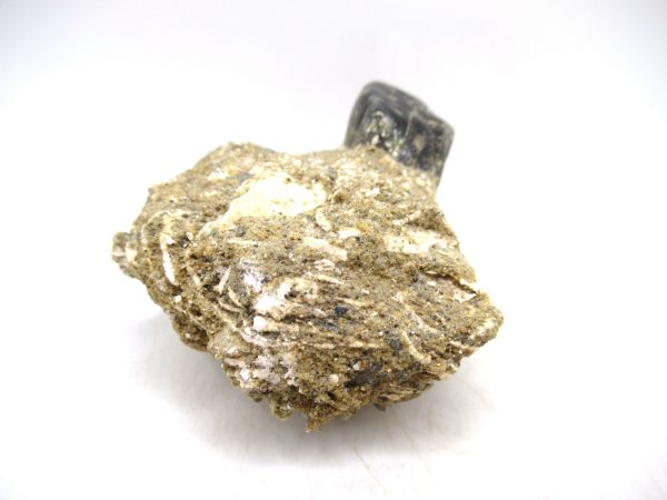 Desmostylus hesperus Tooth #9 - Image 5