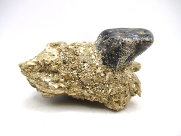 Desmostylus hesperus Tooth #9 - Image 4