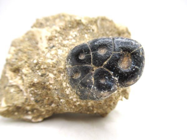 Desmostylus hesperus Tooth #9 - Image 3