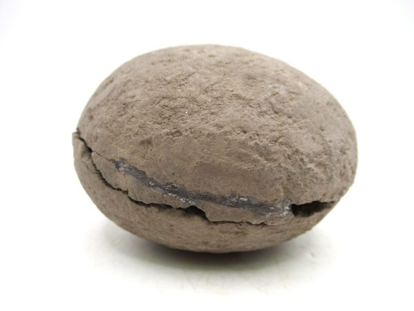 Coeloma Crab for Sale - Oligocene Age from Denmark #33 - Image 2