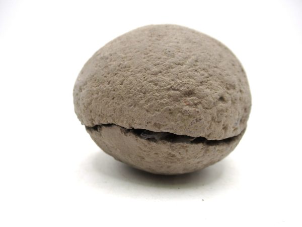 Coeloma Crab for Sale - Oligocene Age from Denmark #33 - Image 12