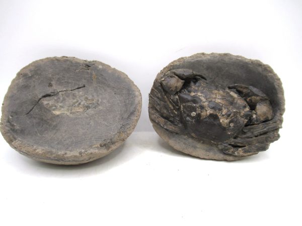 Coeloma Crab for Sale - Oligocene Age from Denmark #33 - Image 9