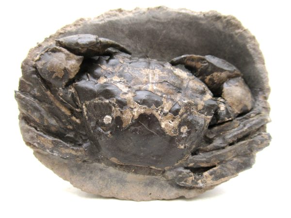 Coeloma Crab for Sale - Oligocene Age from Denmark #33