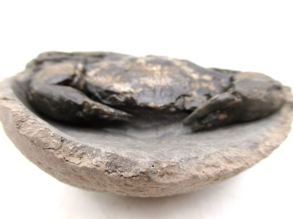 Coeloma Crab for Sale - Oligocene Age from Denmark #33 - Image 7