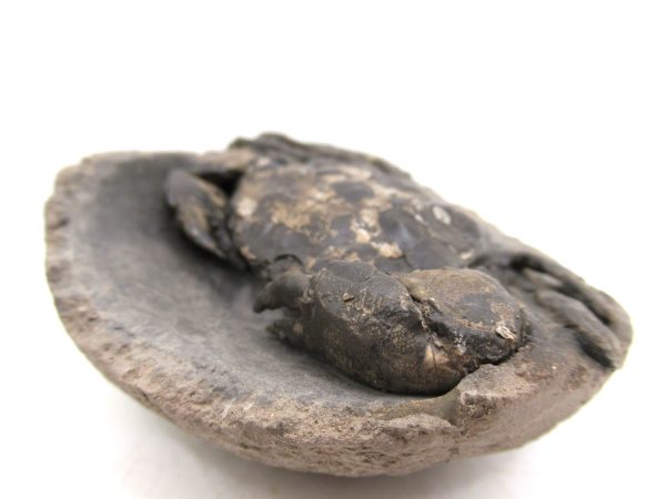Coeloma Crab for Sale - Oligocene Age from Denmark #33 - Image 6