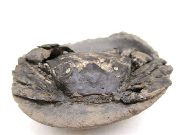 Coeloma Crab for Sale - Oligocene Age from Denmark #33 - Image 5