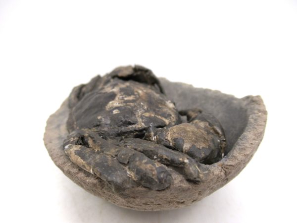Coeloma Crab for Sale - Oligocene Age from Denmark #33 - Image 4