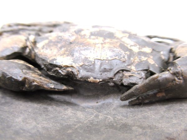Coeloma Crab for Sale - Oligocene Age from Denmark #33 - Image 3