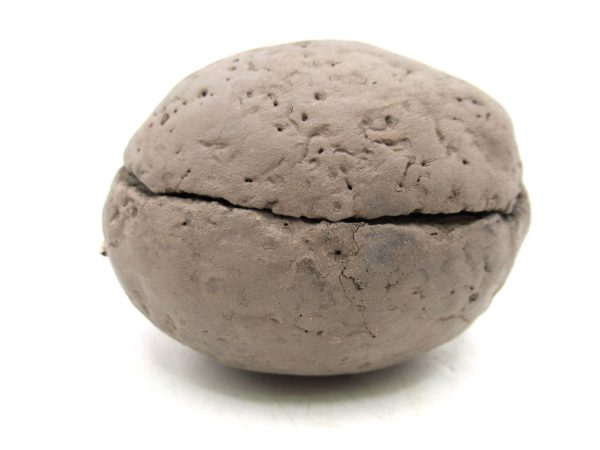 Coeloma Crab for Sale - Oligocene Age from Denmark #34 - Image 2