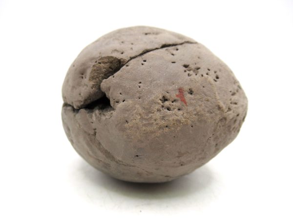 Coeloma Crab for Sale - Oligocene Age from Denmark #34 - Image 12