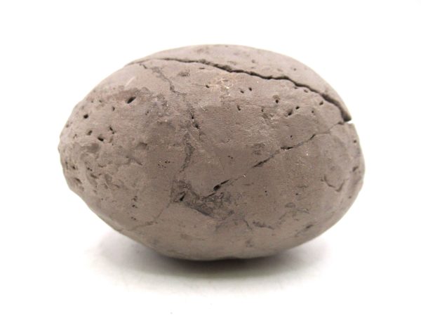 Coeloma Crab for Sale - Oligocene Age from Denmark #34 - Image 11