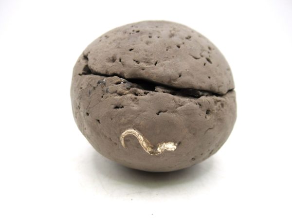 Coeloma Crab for Sale - Oligocene Age from Denmark #34 - Image 10