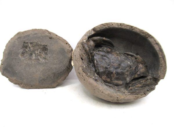 Coeloma Crab for Sale - Oligocene Age from Denmark #34 - Image 9