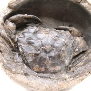 Coeloma Crab for Sale - Oligocene Age from Denmark #34