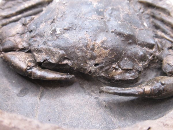 Coeloma Crab for Sale - Oligocene Age from Denmark #34 - Image 7