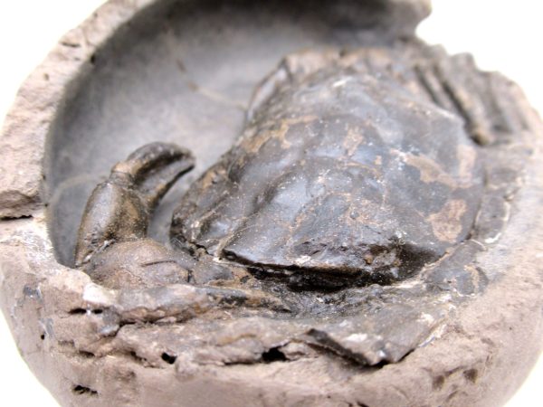 Coeloma Crab for Sale - Oligocene Age from Denmark #34 - Image 6