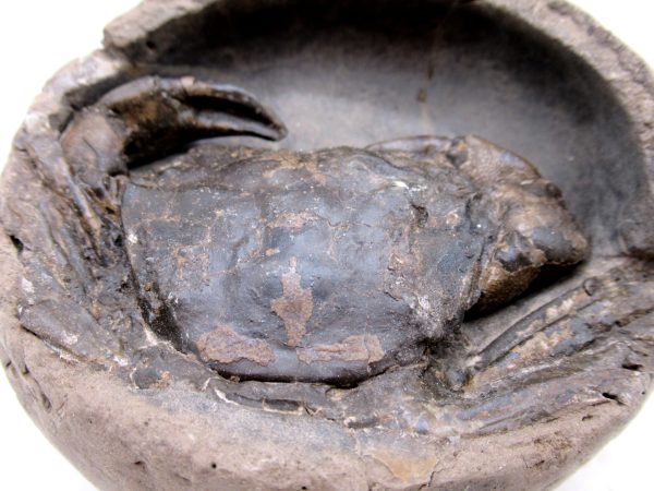 Coeloma Crab for Sale - Oligocene Age from Denmark #34 - Image 5