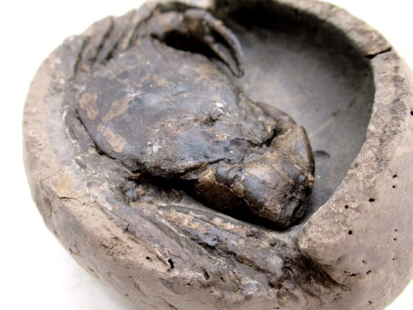 Coeloma Crab for Sale - Oligocene Age from Denmark #34 - Image 4