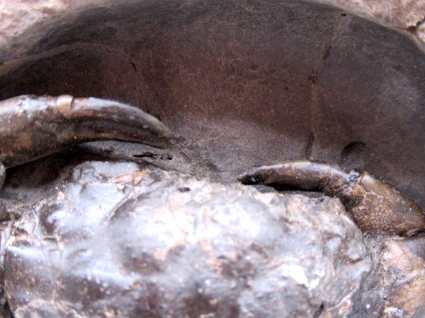 Coeloma Crab for Sale - Oligocene Age from Denmark #34 - Image 3