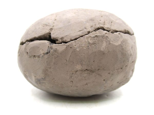Coeloma Crab for Sale - Oligocene Age from Denmark #35 - Image 2