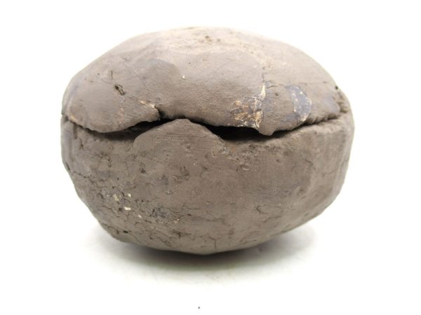 Coeloma Crab for Sale - Oligocene Age from Denmark #35 - Image 12