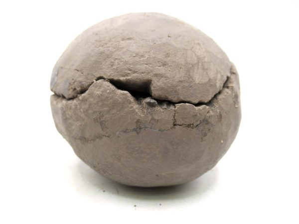 Coeloma Crab for Sale - Oligocene Age from Denmark #35 - Image 11