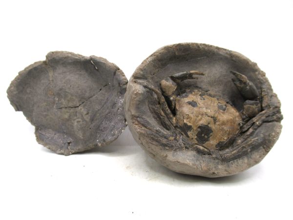 Coeloma Crab for Sale - Oligocene Age from Denmark #35 - Image 10