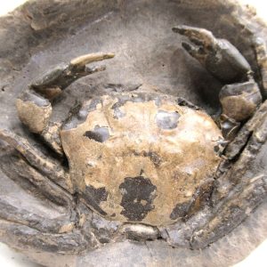 Coeloma Crab for Sale - Oligocene Age from Denmark #35