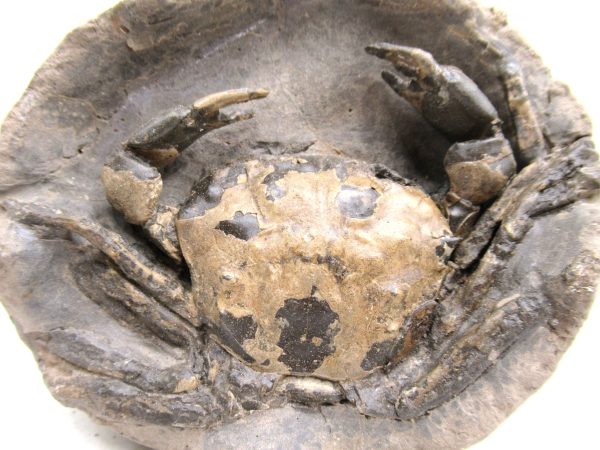 Coeloma Crab for Sale - Oligocene Age from Denmark #35