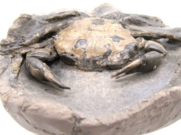 Coeloma Crab for Sale - Oligocene Age from Denmark #35 - Image 8