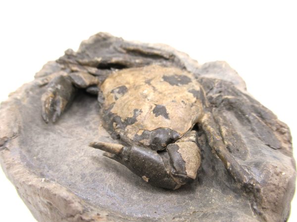 Coeloma Crab for Sale - Oligocene Age from Denmark #35 - Image 7