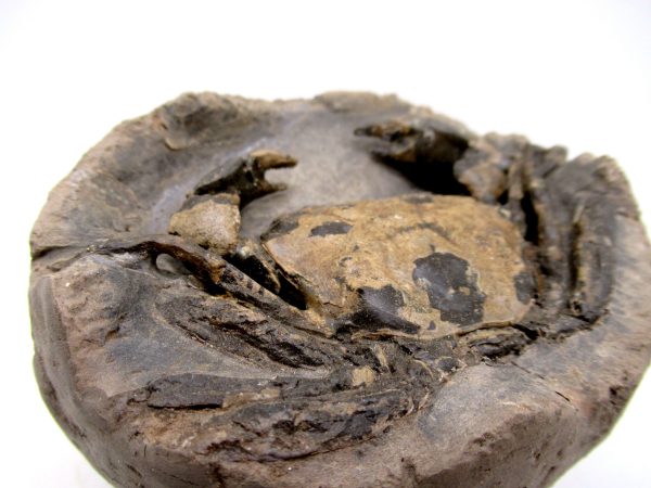 Coeloma Crab for Sale - Oligocene Age from Denmark #35 - Image 6