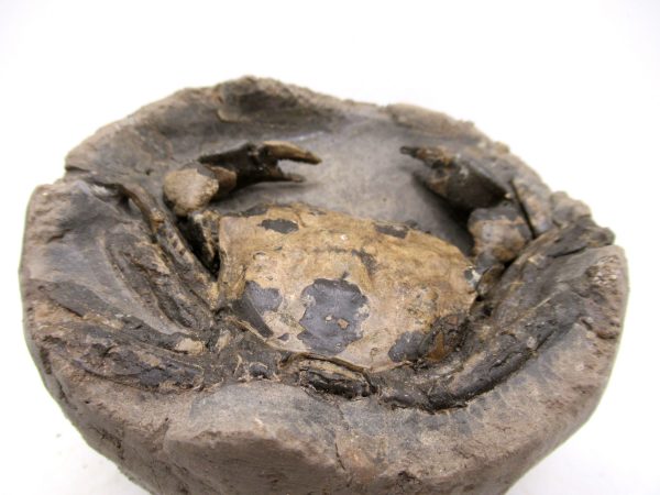 Coeloma Crab for Sale - Oligocene Age from Denmark #35 - Image 5